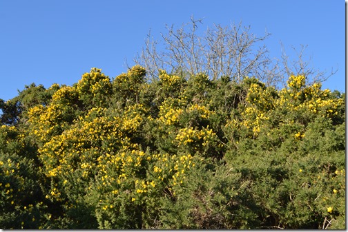 Gorse