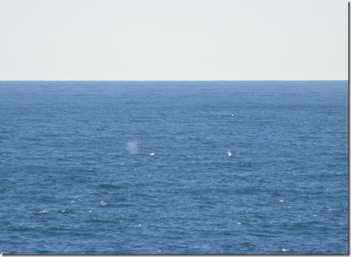 Two gray whales