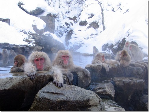 Jigokudani_hotspring_in_Nagano_Japan_001