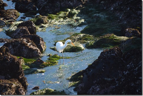 great egret