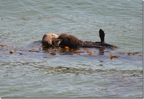Sea Otter twins-2