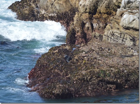 Sea otter on rocks