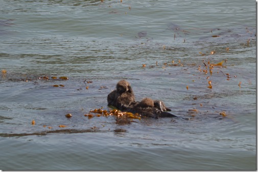 Sea otter twins-1