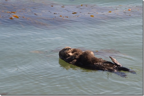 Sea otter twins-3