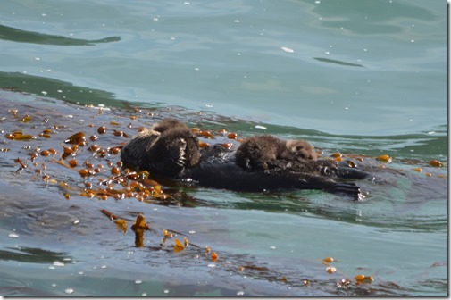 Sea otter twins-4