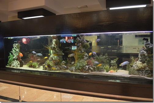 CP DUB aquarium