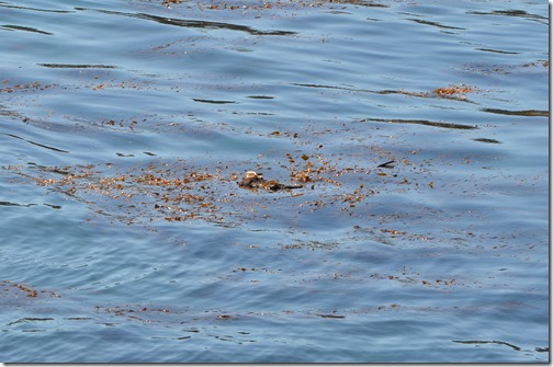 Mom otter and pup