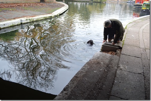 Paddington dog swim