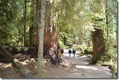 Cathedral Grove-1