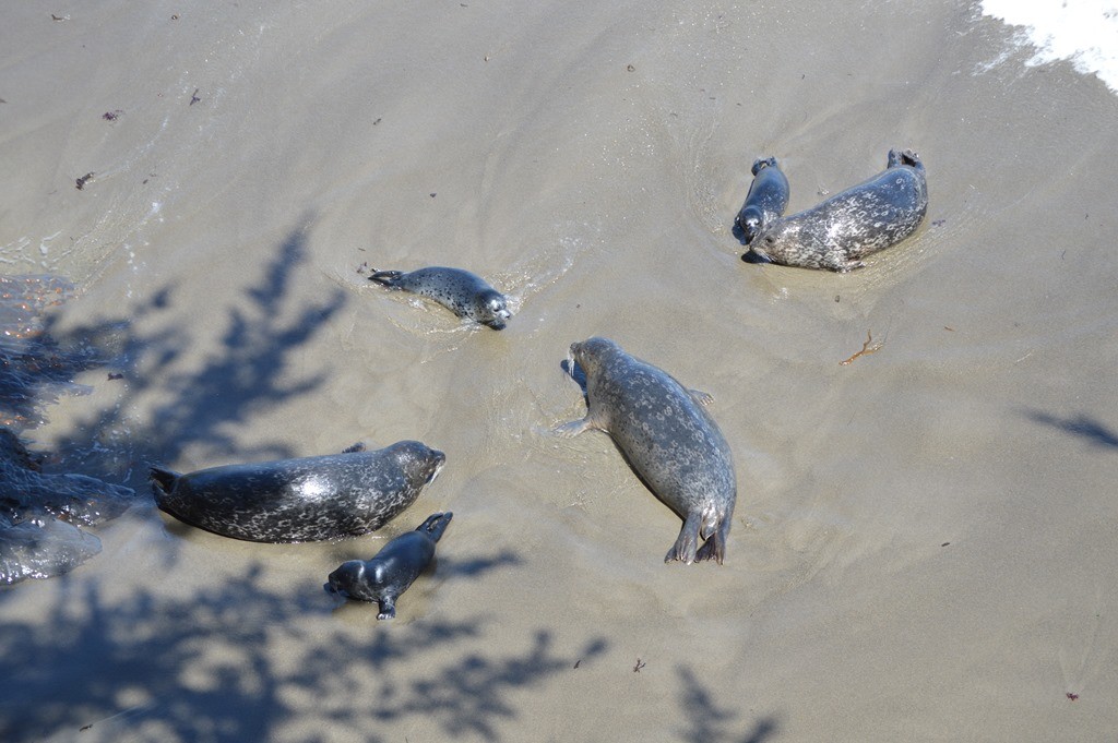 a group of seals on the beach