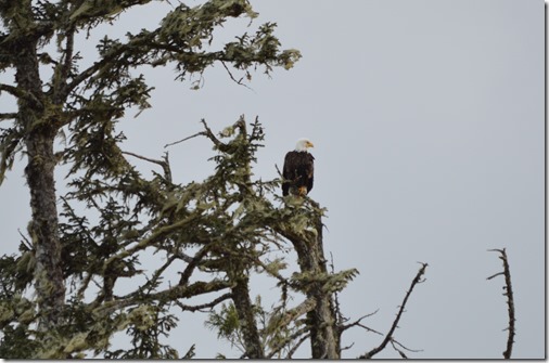 Tin-Wis bald eagle