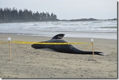 Whale on beach