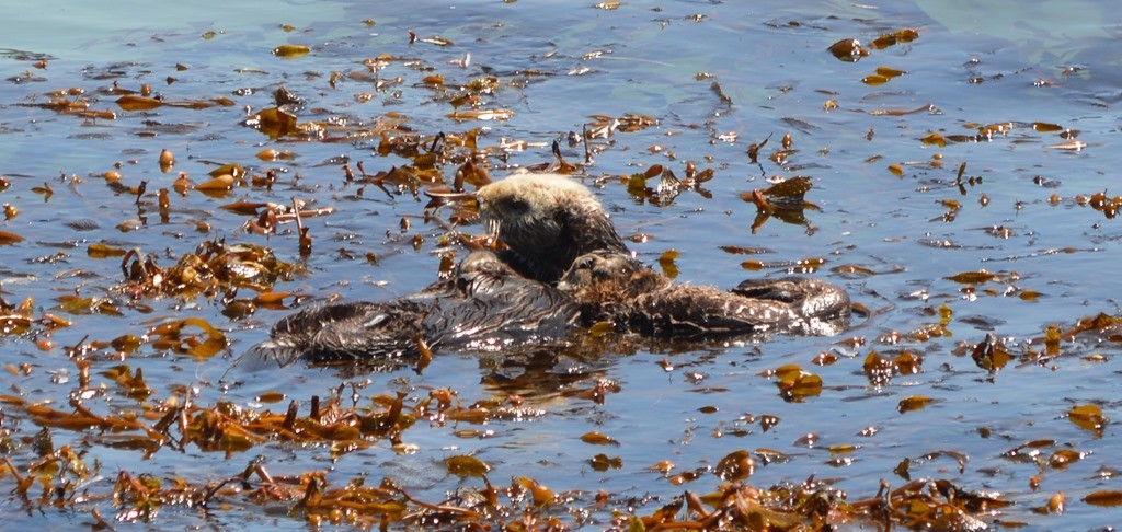 a sea otters swimming in water