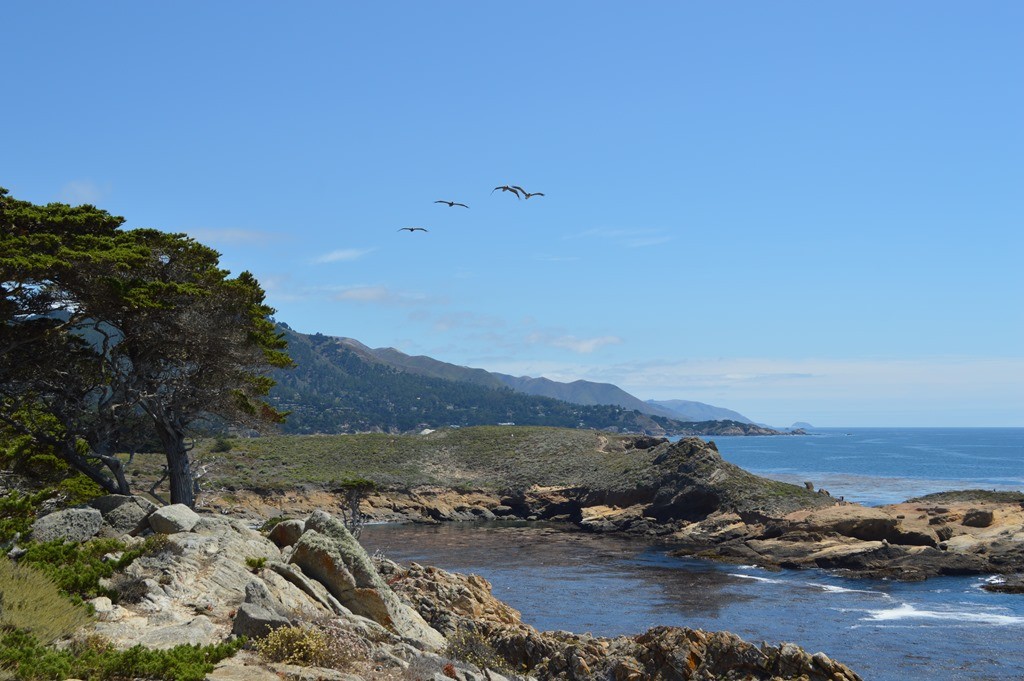 birds flying over a rocky beach