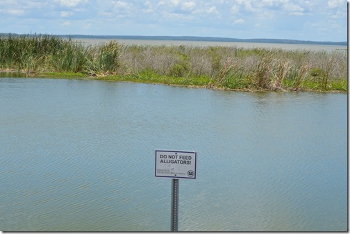 Do not Feed Alligators