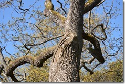 Garry Oak tree