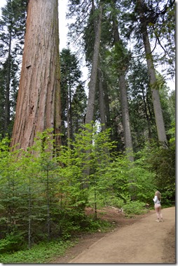 Giant Sequoia