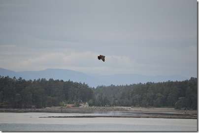 Swartz Bay bald eagle