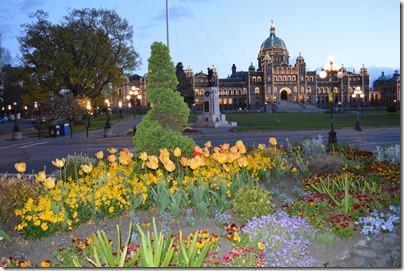 Victoria tulips