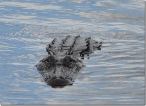 a crocodile swimming in water