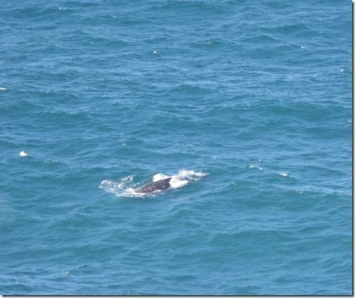 Whale at Hurricane Point