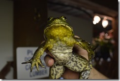 bullfrog