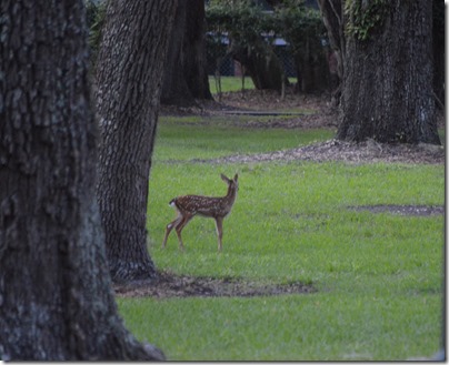 Bambi