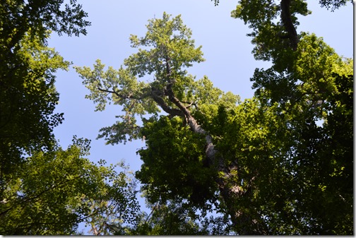 Congaree NP trees