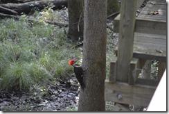 Pileated woodpecker (2)