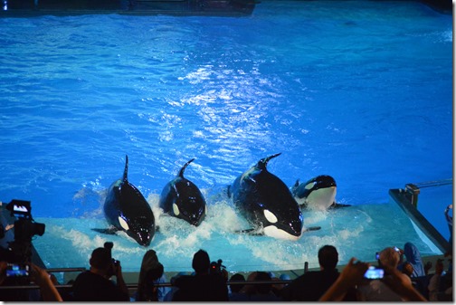 SeaWorld orcas-3