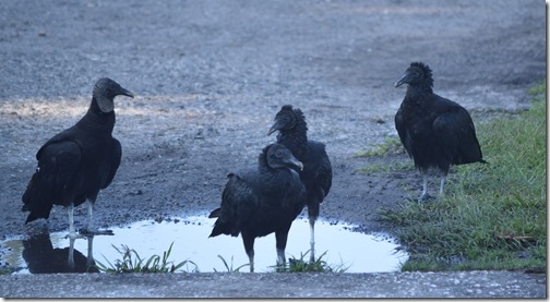 black vultures