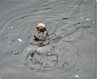 otter-up-in-water