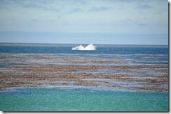 Carmel Whale splash