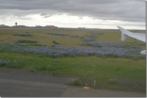 Iceland Lupin