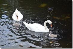 White swans and cygnet