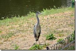 great blue heron-1