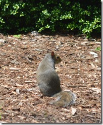 Brevard squirrel