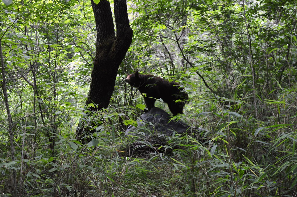a bear standing on a rock in the woods