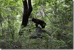 black bear