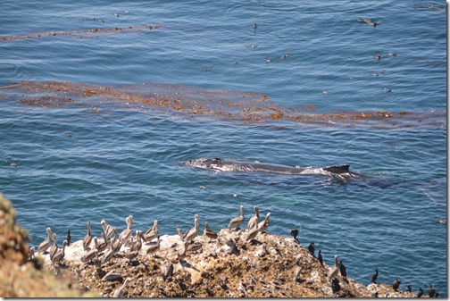 humpback whale-1