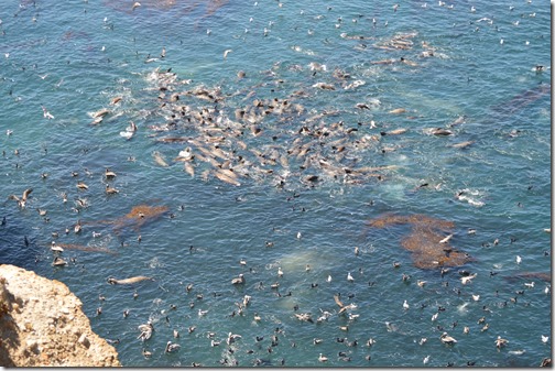 sea lion pod feeding frenzy