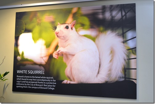 white squirrel