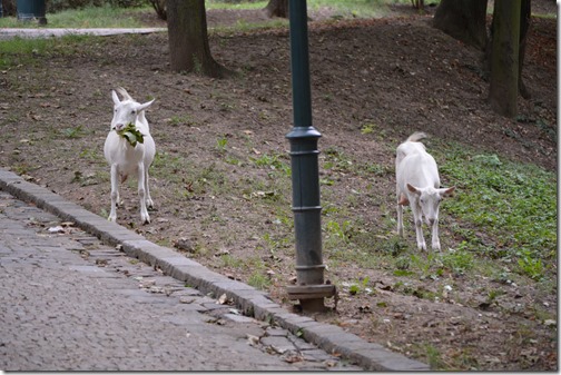 Goats Spilberk Park