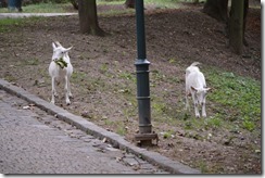 Goats Spilberk Park