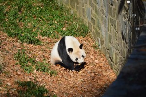 a panda bear in the leaves