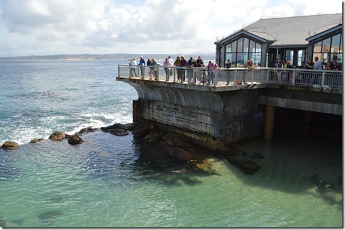 MBAQ tide pool otter