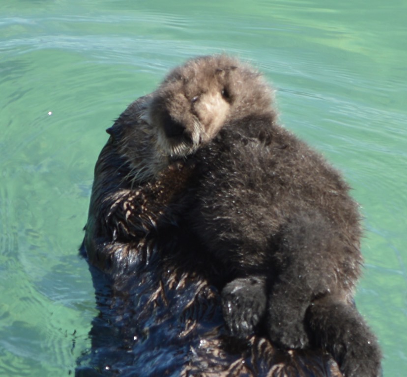 a baby otter on a baby otter in the water