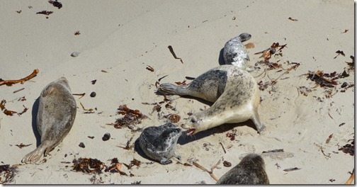 Mom seal warning