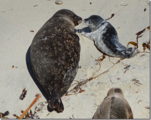 Seal kiss