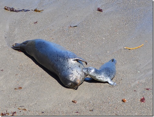 Seal pup-1